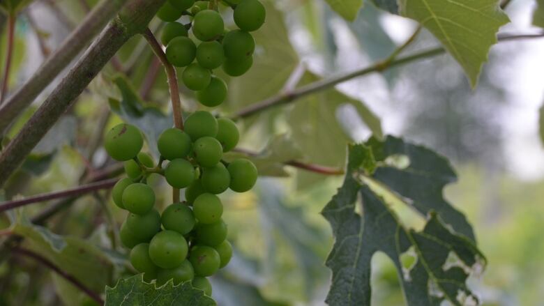 A close up on a bunch of unripe green grapes surrounded by vines