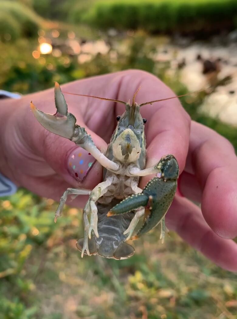 A hand holding up a crayfish