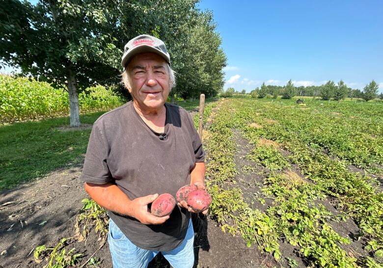 A senior wearing a baseball cap, jeans and rubber boots stands in a huge garden holding a few red potatoes he just dug up from the ground. 