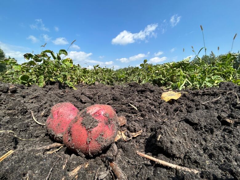 Two red potatoes lie in the dirt in the foreground, with rows of potato and corn plants and a bright blue sky in the background.