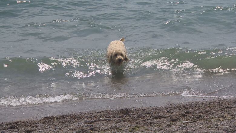 dog in Lake Ontario