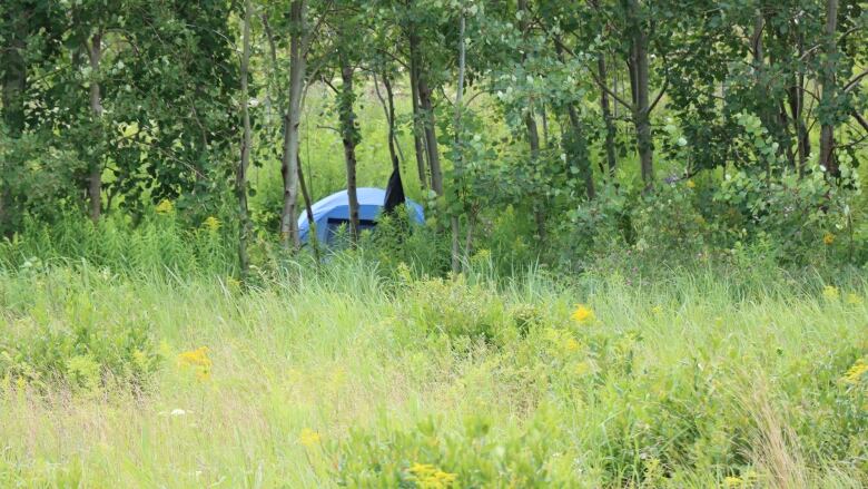 A blue tent hidden in the woods near downtown Sydney.