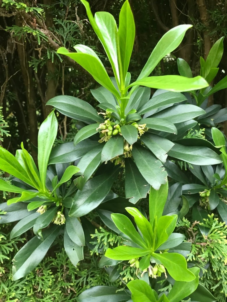 A small shrub with green, glossy leaves. 