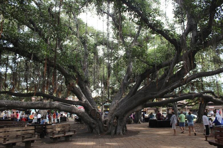 People pass along a bricked walkway under the many branches of a large banyan tree.