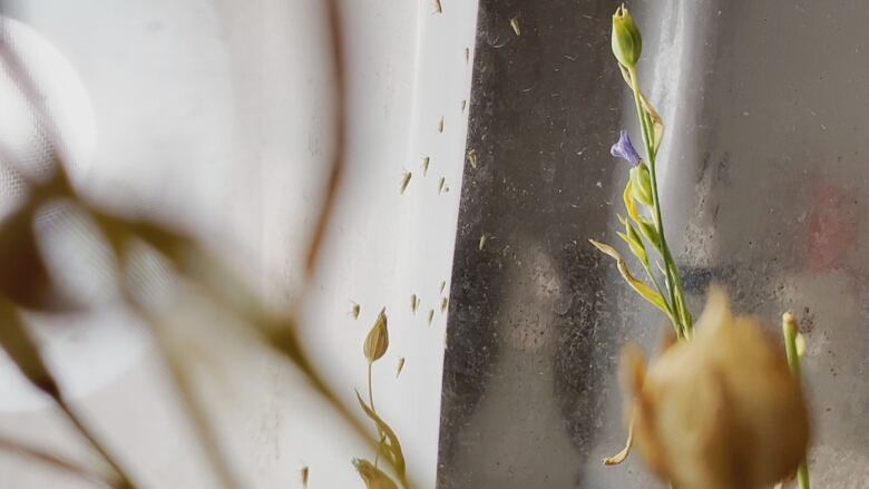 Tiny insects can be seen crawling on something transparent, with a long-stemmed plant also visible.