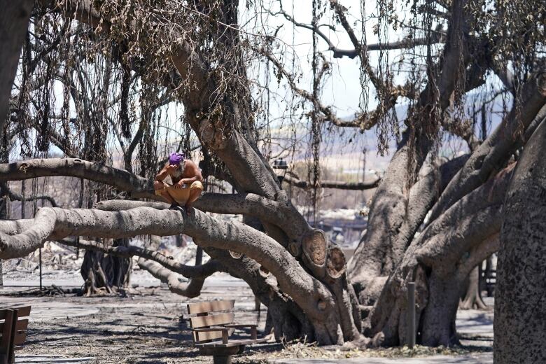 A person squats on a branch of a charred banyan tree.