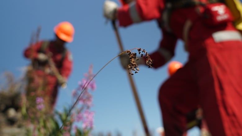 A dried-up flower is in focus, with the silhouettes of two men wearing red and hard hats in the background.