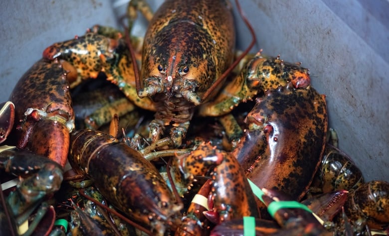 A lobster is pictured with bands on its claws 