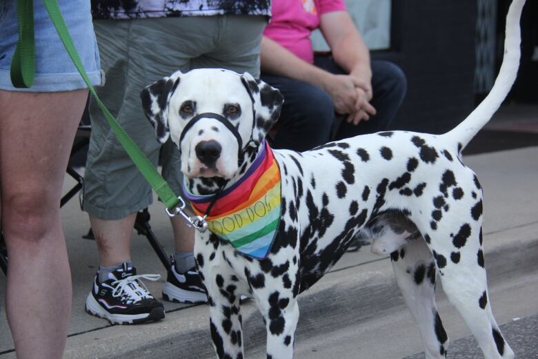 A white dog with black spots wearing a pride-themed bandana that says 