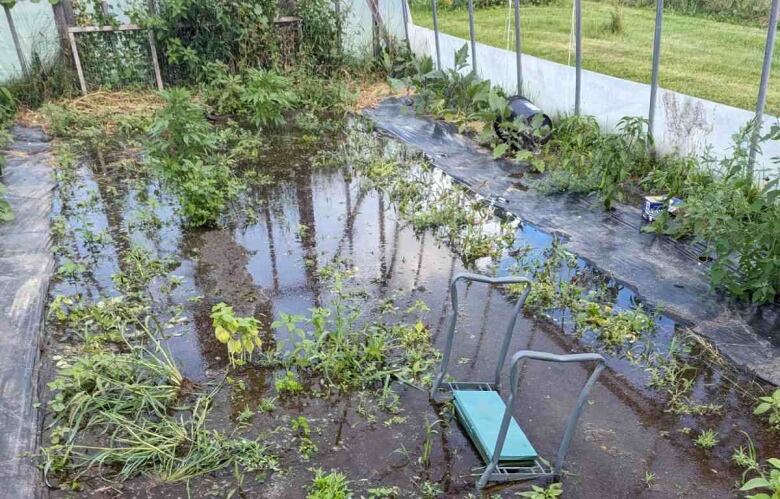 Green crops drowned in muddy water inside transparent greenhouse.