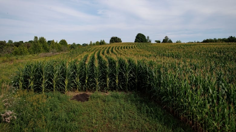 Corn fields.