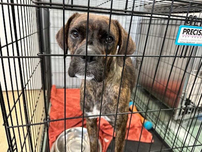 A brown and white dog, facing the camera, stands inside a wire kennel.