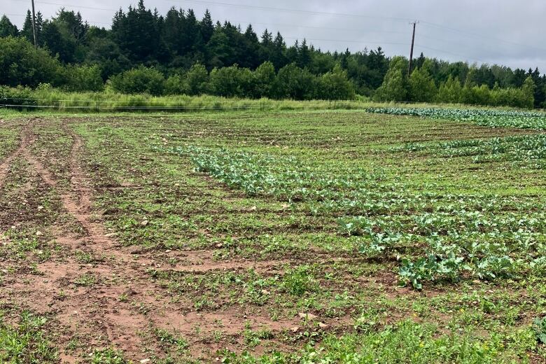 Spots of green produce appear in a dry, muddy area under a gray-toned sky.