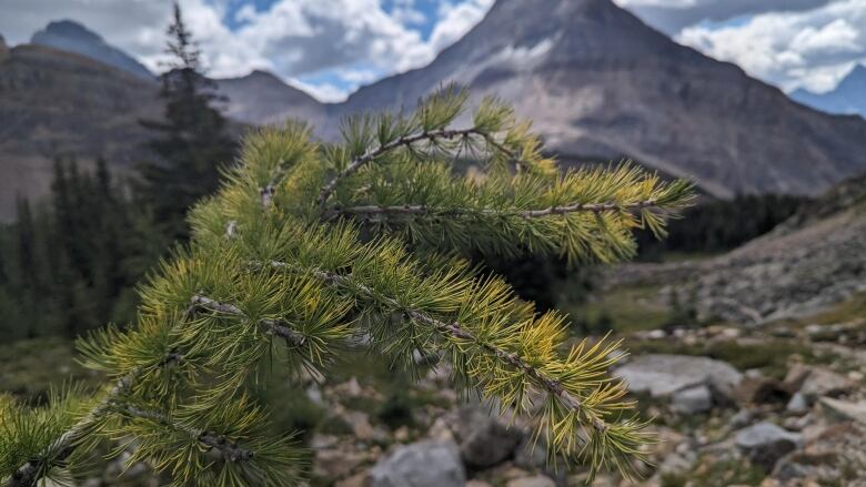 A close-up of a larch tree stem, with some needles starting to turn yellow. The mountains are in the background.