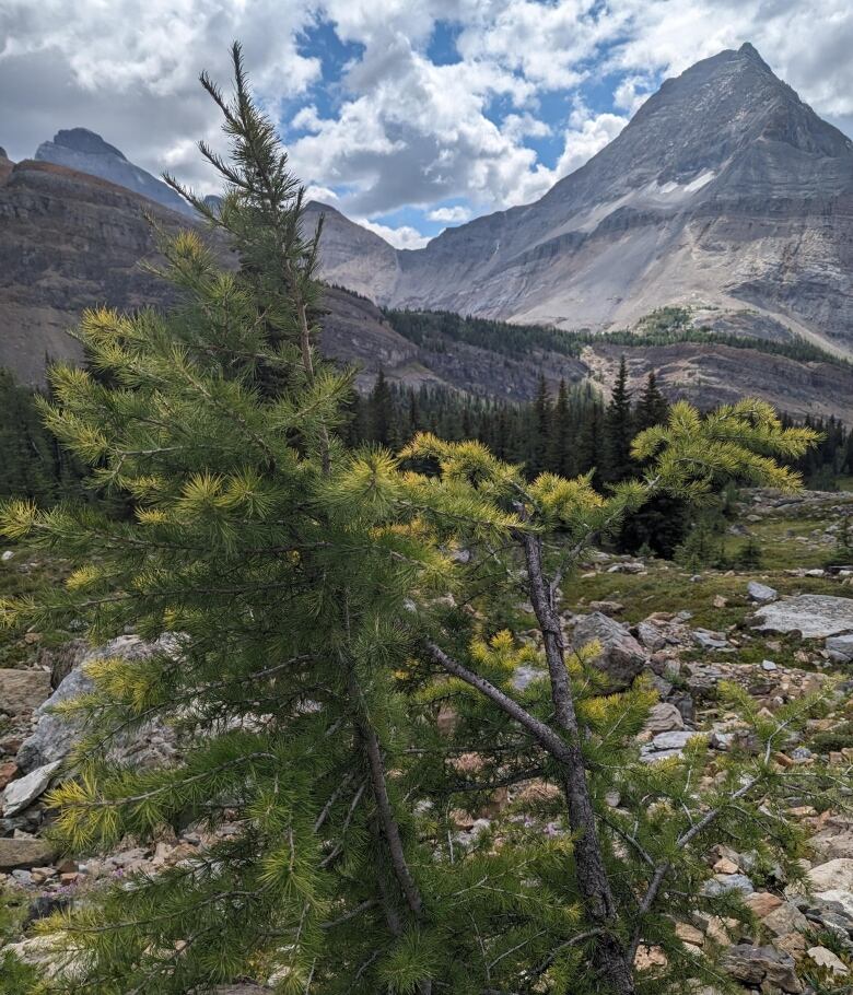 Two larch trees in the Rocky Mountains, with the needles on their tips starting to yellow.