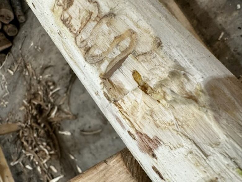 S shaped pattern in ash tree from EAB.