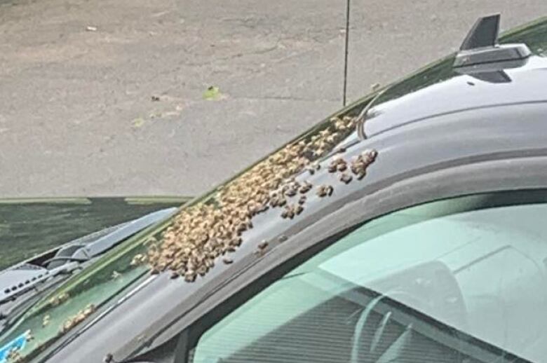 truck with bees 