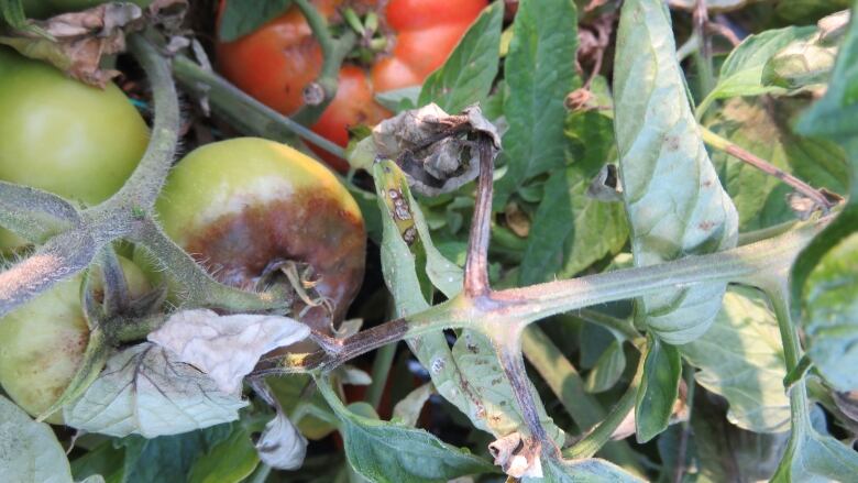 Spotty brown leaves are visible on a plant with brown, rotten tomatoes.