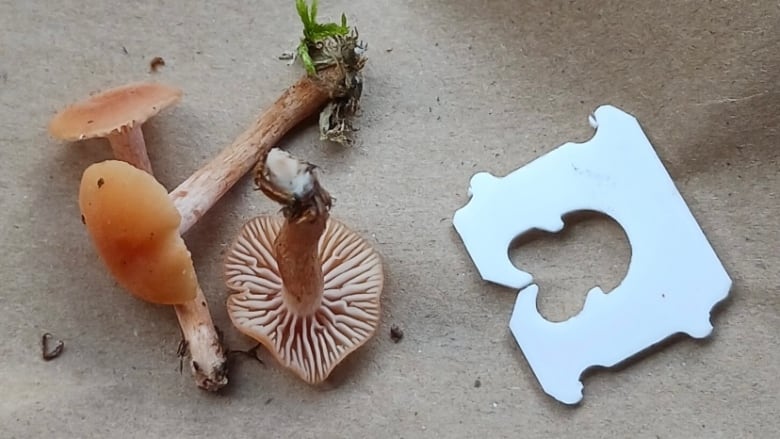 A white and brown mushroom on the forest floor