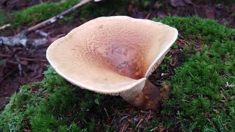 Large brown and white mushroom on the forest floor.