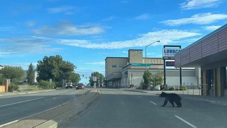 A bear crosses a downtown road in Prince George, B.C.