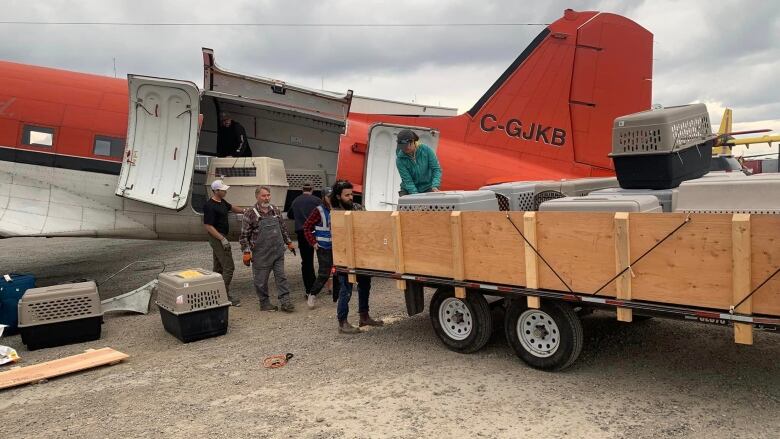 Buffalo Air flying out SPCA animals south from Yellowknife 