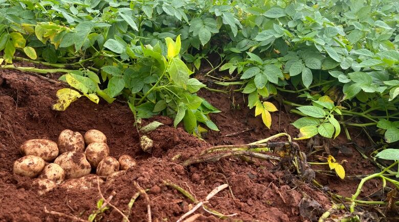 Ten dirt-covered potatoes lay in a freshly dug hole in a potato field before being buried back over.