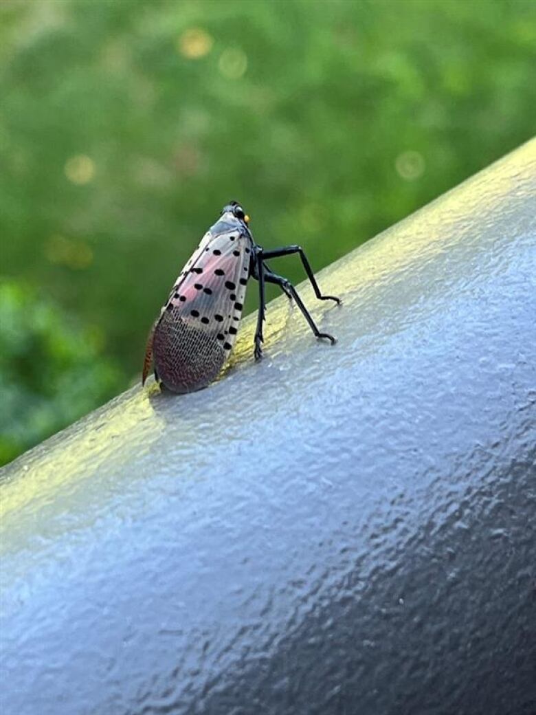 An insect with spotted wings. 