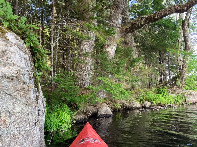 The tip of a red kayak on a dark lake, close to the shore which is filled with large trees.