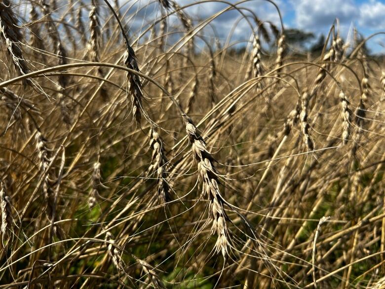 A close-up of the Helena milling wheat that David Mol was harvesting Thursday at his farm in Winsloe, P.E.I.