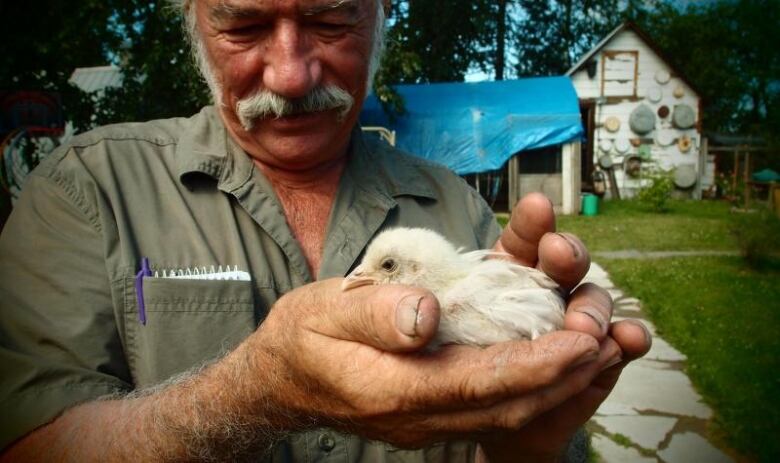 A man holds a small white chick