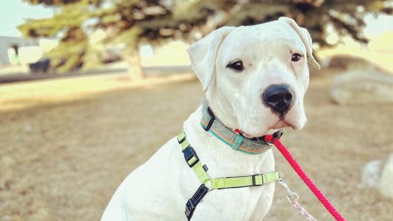 A dog with light fur and a red leash is resting on a patch of grass.