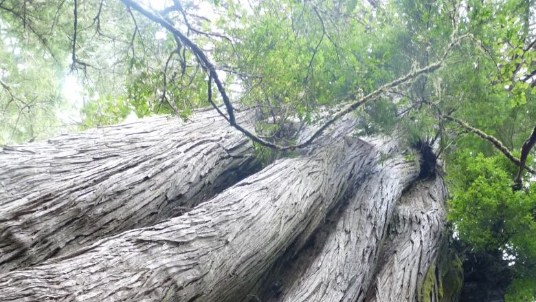 A view from below a massive old tree with a gnarly old trunk and branches high above.