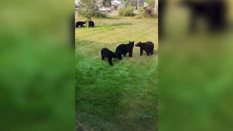 Five young black bears play in a front yard.