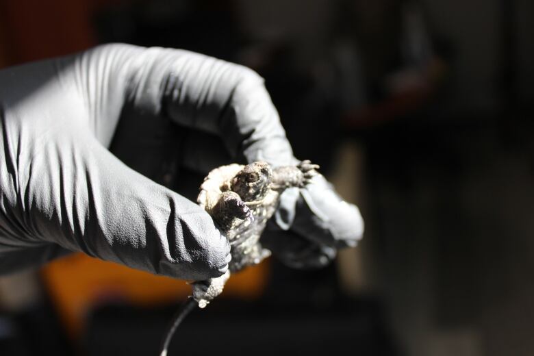 A hand holding a tiny snapping turtle.