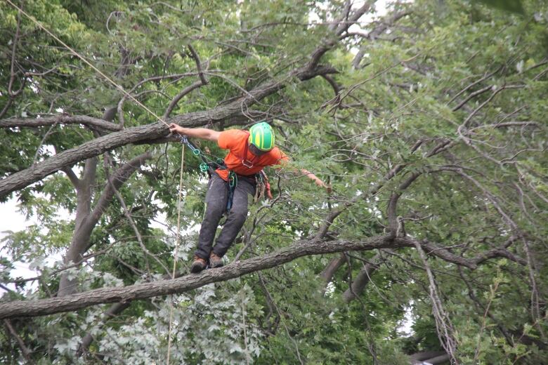 A cabled worker walks along the branch of a tree that sustained damage in a summer storm in Essex County in 2023.