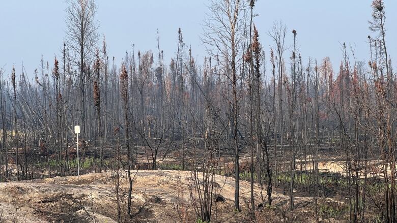 burned trees