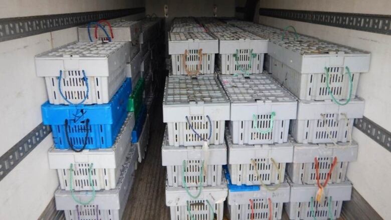 Stacked plastic crates of lobster in what appears to be the back of a vehicle. 