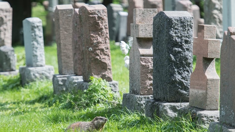 rodent among the tombstones.