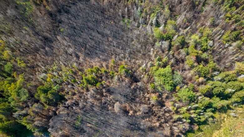 Drone shot of heavily burned areas of forest.