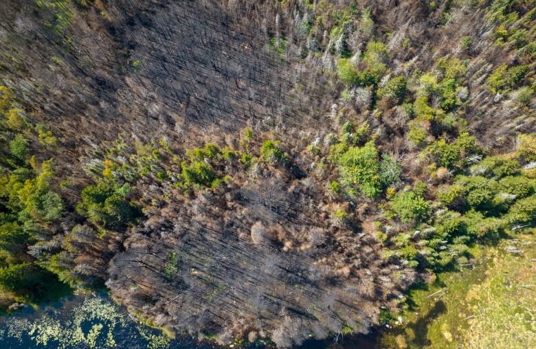 Drone shot of heavily burned areas of forest.