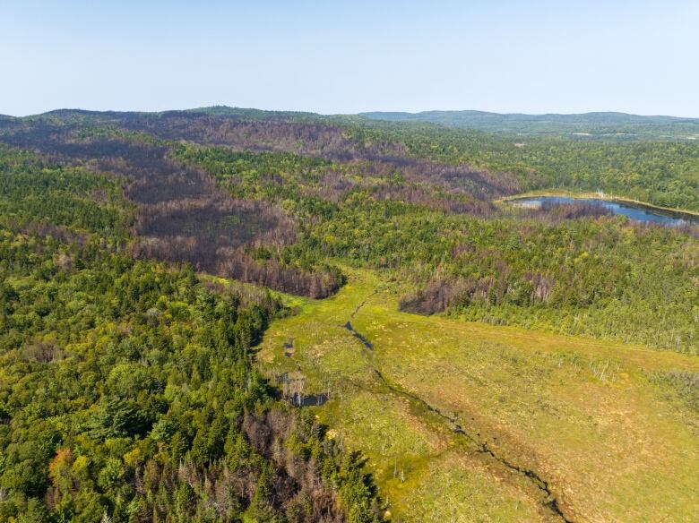 A drone shot of damage caused by a forest fire. 