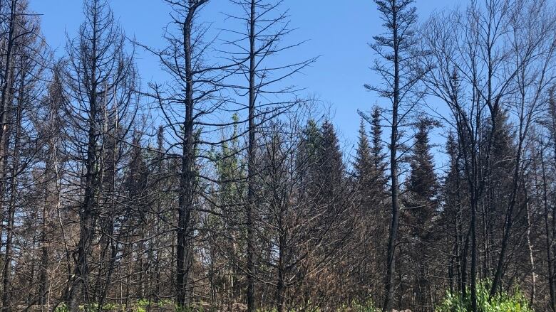 Green vegetation borders a forest with trees charred black.