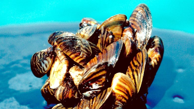 A cluster of zebra mussels.