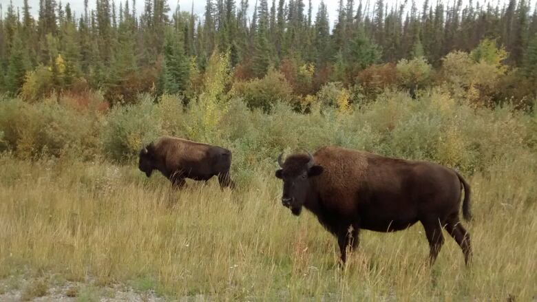 Two bison walking on Highway 3 in the NWT