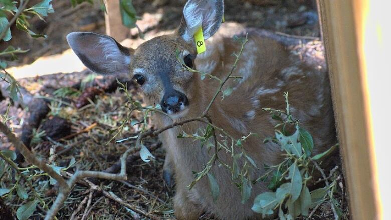 A fawn in an enclosure looks quizzically at the camera, its head tilted.