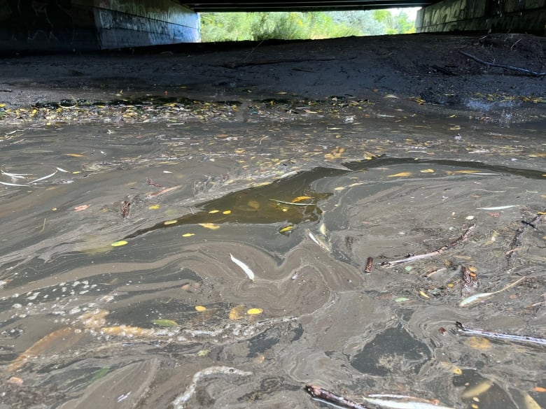 A portion of Mimico Creek near Humber Bay Park shows sludge remaining after a six-alarm fire at a chemical distribution plant on Aug. 11 caused runoff to enter the creek. 