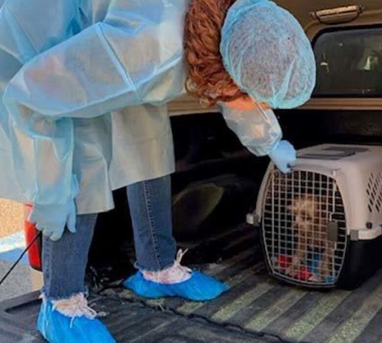 A person in scrubs looks to release a small brown dog from a cage on the back of a pickup truck.