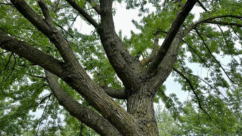 The thick trunk and branches of a large, leafy tree.