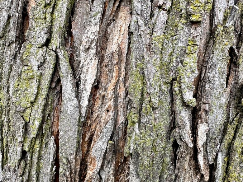 A close-up view of the bark of a healthy tree.